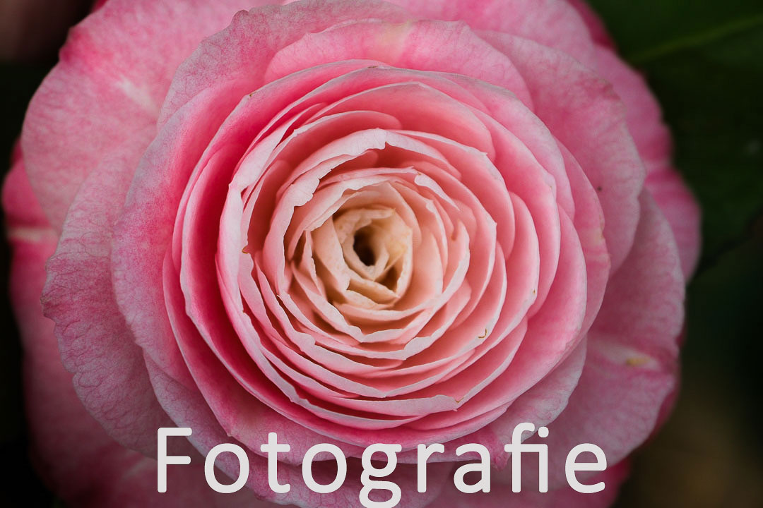 Fotografie