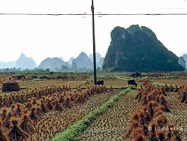 CHINA2004GUILIN_N136