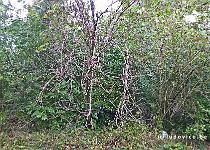 DU2016 P3025-P1170081