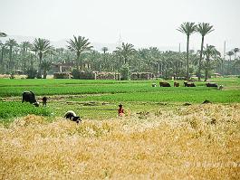 EGYPTE2008_DSC_3002