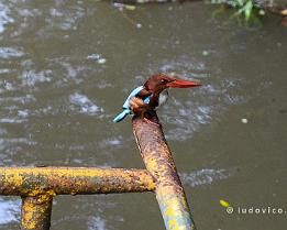 INDIA2023_D7M_3222 Een 'kingfisher' (ijsvogel), een kleine blauwe vogel met een grote bek.