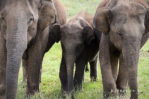 Bandipur-natuurpark