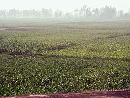 Vietnam_PA290608