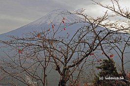 FUJI_DSC10930