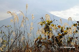 FUJI_DSC10998