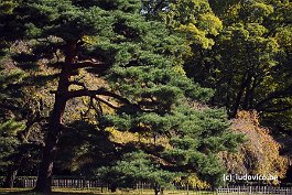 KYOTO_DSC4176