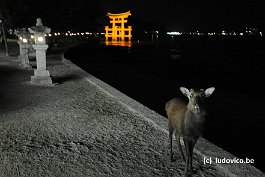 MIYAJIMA_DSC3626