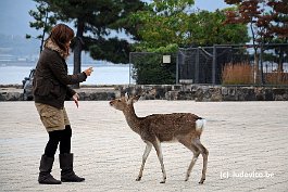 MIYAJIMA_DSC3166