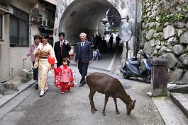 MIYAJIMA_IMG1139