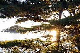 MATSUSHIMA_DSC8495