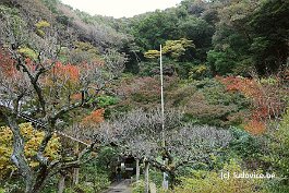 KAMAKURA_DSC10186