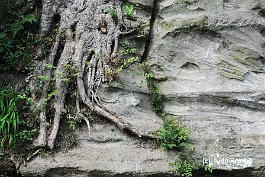 KAMAKURA_DSC10209