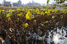 TOKYO_DSC8705