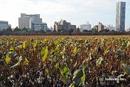 TOKYO_DSC8777