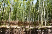 Arashiyama