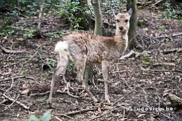 JAPAN2018_0846