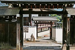 JAPAN2018_P8680862