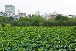 JAPAN2018_P8700652