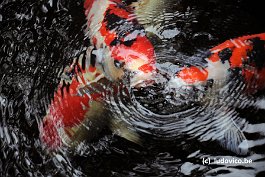 ISE_DSC7666