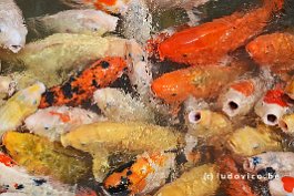 JAPAN2018_4055