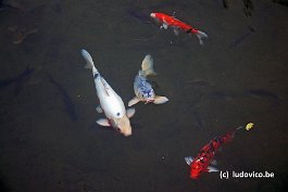 KURASHIKI_DSC1888