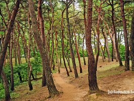 KOREA2017_DSC_0799