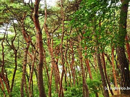 KOREA2017_DSC_0801