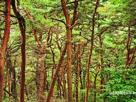 KOREA2017_DSC_0807