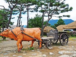 KOREA2017_DSC_1217