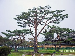 KOREA2017_DSC_1833