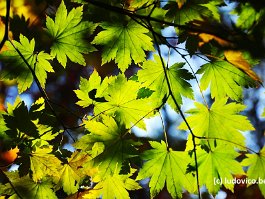 KOREA2017_DSC_4112