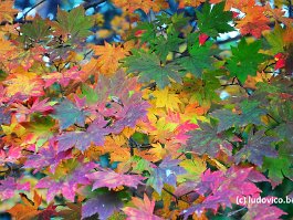 KOREA2017_DSC_4113