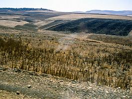 VOLUBILIS2003_1