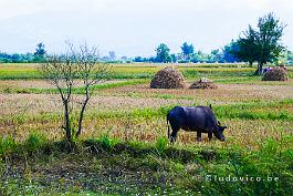 MYANMAR2019-P1300608