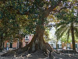 Spanje2022_P1380656 Merkwaardige 'tropische' bomen in een parkje