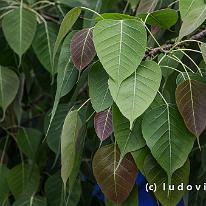 SRILANKA_D7M_5300
