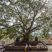 SRILANKA_D7M_3254 Zoals gebruikelijk staat er bij de tempel een bodhiboom (waaronder de Boeddha de verlichting sou hebben bereikt).