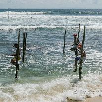 SRILANKA_P1058230 Een merkwaardig fenomeen zijn de zgn. paalvissers langs de kust van Galle: zodra er een toeristenbus in aantocht is klimmen enkele jongeren op een paaltje en...