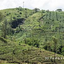 SRILANKA_P1047363