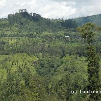 SRILANKA_P1047442