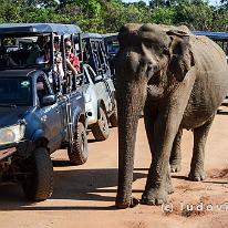 SRILANKA_D7M_4402 De olifant gaf een wat verloren indruk, ingesloten als hij was door volgeladen jeeps voor en achter.