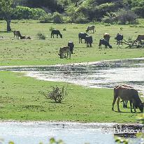 SRILANKA_P1058098 Yala is vooral bekend omwille van het National Park, een wildpark met allerlei diersoorten die je in Europa enkel in de dierentuin kan zien, en die hier in het...