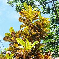 SRILANKA_D7M_3972