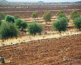 SYRIE2007_DSC_3203