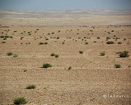 SYRIE2007_DSC_1301