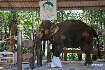 olifantenhospitaal