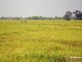 THAILAND_1341