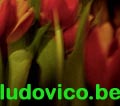 ludovico-be.index