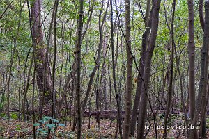 Natuurreservaat De Westhoek
