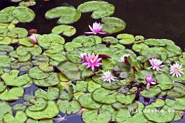 JAPAN2018_P8680280